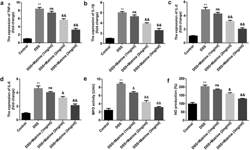 Figure 2. Matrine reduced the release of inflammatory factors in NCM460 cells stimulated by DSS. After DSS-stimulated NCM460 cells treating with 1, 2, and 3 mg/ml matrine, the expression of (a) TNF-α, (b) IL-1β, (c) IL-2, and (d) IL-6 was detected using qRT-PCR, (e) MPO activity was detected using ELISA assay, and (f) NO production was detected using Griess reagent. **P < 0.01 vs. the control group. &P < 0.05 and &&P < 0.01 vs. the DSS group. ns: no significant difference.