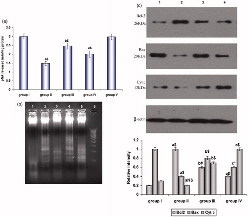 Figure 3. (a) Caspase-3 activity and (b) DNA fragmentation by agarose gel electrophoresis in cancer induced and SFN-treated mice. Lanes 1 and 5 – control and drug control group; Lane 2 – SFN pre-treated; Lane 3 – B(a)P treated, Lane 4 – SFN post-treated, Lane 6 – DNA ladder maker. Values are expressed as mean ± SD (n = 6 mice). (c) Immunoblot analysis of Bcl-2, Bax and Cyt c in lung homogenates of (1) control animals, (2) B(a)P treated animals, (3) SFN pre-treated and (4) SFN post-treated animals taking β-actin as the internal standard. Values are expressed as mean ± SD (n = 3); a: as compared with group I; b and c: as compared with group II; Statistical significance: *p < 0.05; #p < 0.01; $p < 0.001; NS = not significant.