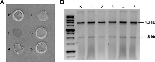 Figure 4 Antiviral effect of silver nanoparticles.Notes: Killer phenotype of Saccharomyces cerevisiae SZMC 20733 (K) and C-AgNP-treated strains (1–5) after ~112 generations (A). Viral RNA extracted from SZMC 20733 (K) and from C-AgNP-treated strains (1–5). Arrows indicate the presence of L-A (4.6 kb) and M1 (1.8 kb) virus genomes (B).Abbreviations: C, coffee; NP, nanoparticle.