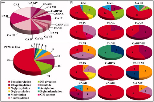 Figure 3. Pie chart representation reporting (A) the number of modified amino acids in the different CA isoforms, and (B) the nature and the number of the modifications present in each CA isoform and in the whole CA family.