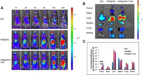 Figure 5 Biodistribution of free DiR, DiR@SSLs, and DiR@aPDL1-SSLs.Notes: (A) In vivo fluorescence images of B16-F10 tumor-bearing mice after intravenous injection of the three formulations at 1, 2, 4, 8, 12, and 24 h (red circle represents the tumor area). (B) Ex vivo fluorescence images and (C) quantitative results of fluorescence efficiency of main organs and tumor tissues of the three groups 24 h after injection. (n = 3, results are shown as means ± S.D. ***P < 0.001.)Abbreviations: DiR, 1,1-dioctadecyl-3,3,3,3-tetramethylindotricarbocyanine; DiR@SSLs, DiR-loaded liposomes; DiR@aPDL1-SSLs,DiR- loaded immunoliposomes.