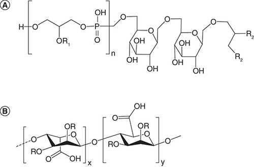 Figure 4. Representative Structures of lipoteichoic acid and exopolysaccharide.(A) Lipoteichoic acid base structure contains a repeating glycerophosphate unit (brackets) with substitutions (R1 = H, D-alanine or hexose) attached to a glycolipid anchor containing fatty acids (R2). (B) The exopolysaccharide alginate is shown as an example with repeated glycosidic linkages between hexose moieties containing substitutions (R = H, pyruvate, acetate), where variation between base structures can further arise from the hexose monomers and glycosidic bonds used.