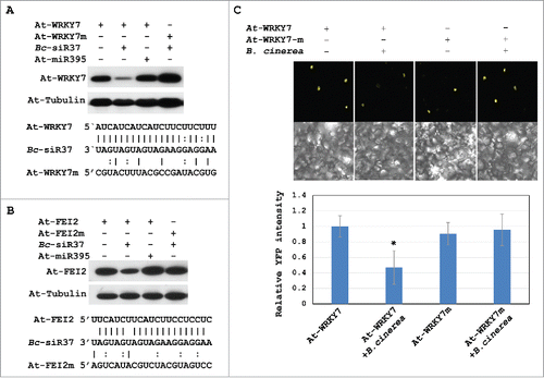 Figure 3. Bc-siR37 silences the host target genes as revealed by co-expression assays in N. benthamiana. Co-expression of Bc-siR37 and its host targets (HA and YFP-tagged) At-WRKY7 (A) and At-FEI2 (B) in N. benthamiana revealed suppression of the host targets by Bc-siR37. The top panel showes the protein levels of At-WRKY7 and its target site-mutated version At-WRKY7m (A), as well as At-FEI2 and At-FEI2m (B), by Western blot analysis. The bottom panel shows the sequence alignment of Bc-siR37 with its target sites in At-WRKY7/At-WRKY7m (A), and At-FEI2/At-FEI2m (B). (C) Expression of At-WRKY7 and At-WRKY7m after infection with B. cinerea was quantified by confocal microscopy. Error bars indicate the s.d. of 5 pictures, and asterisk indicates the statistical significance of P<0.01 (One-way Anova). Similar results were obtained in 2 independent biological replicates (A-C).