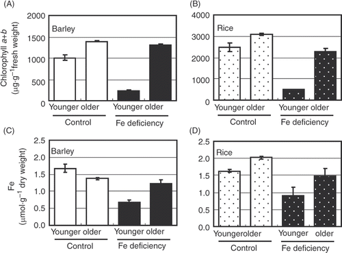 Figure 1 Chlorophyll and iron (Fe) concentrations in leaf blade. (A, B) Chlorophyll a + b concentrations are represented as average ± standard error (SE) (n = 3). (C, D) Iron concentrations are represented as average ± SE (n = 3). (A, C) Barley. (B, D) Rice. See Materials and Methods section for sample names.