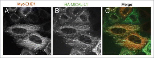 Figure 2 Co-localization of EHD1 and MICAL-L1 to tubular recycling endosomes. HeLa cells were co-transfected with Myc-tagged EHD1 (A) and HA-tagged MICAL-L1 (B). After 16 h, cells were fixed/permeabilized and incubated with anti-Myc, and anti-HA primary antibodies, and appropriate secondary antibodies before being mounted on cover-slides. Images were obtained from a Zeiss LSM 5 confocal microscope, using a 63x objective with a numerical aperture of 1.4. Bar, 10 µm.