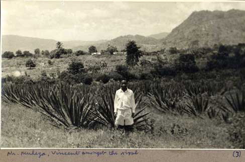 Figure 8 Nr. Muheza, Vincent amongst the sisal. (Photo © Chris Draper Archive, London School of Hygiene and Tropical Medicine, 1959. Reproduced by permission of Chris Draper Archive, London School of Hygiene and Tropical Medicine. Permission to reuse must be obtained from the rightsholder.)