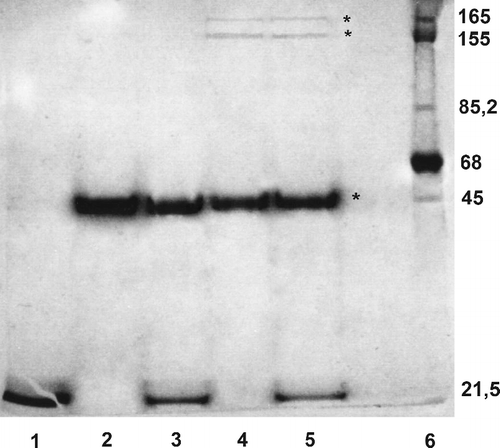 Figure 6.  Susceptibility of glycation products derived from human muscle enolase to proteolytic degradation by trypsin. Electrophoretic separation of protein aggregates obtained after 19 h of reaction with MG and treated for 3 h by trypsin: lane (1) trypsin; lane (2) native enolase; lane (3) native enolase with trypsin; lane (4) enolase glycated 19 h by MG; lane (5) glycated enolase after 3 h digestion by trypsin; lane (6) molecular-mass protein standards (polymerase RNA III 165 kDa and II 155 kDa, fructose-6-phosphate kinase 85.2 kDa, BSA 68 kDa, ovalbumin 45 kDa, soybean trypsin inhibitor 21.5 kDa). Asterix indicates enolase advanced glycation end-products and unmodified enzyme.