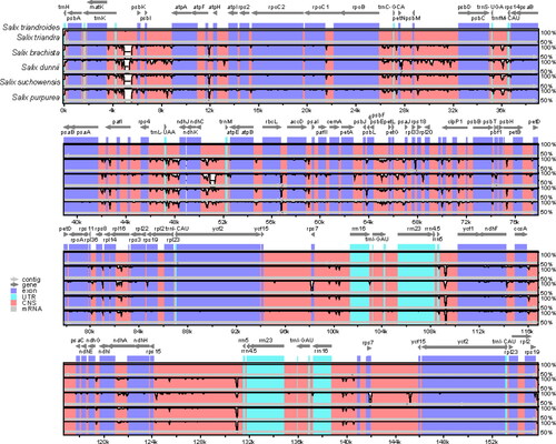 Figure 5. Sequence comparison of five chloroplast genomes in mVISTA using S. triandroides as a reference. Arrows indicate the annotated genes and their transcriptional direction. The vertical scale represents the percent identity.