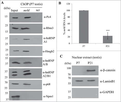 Figure 11. (A) Validation of association of 7 proteins (Pc4, Rbm3, hnRNP A1, Hmgb2, hnRNP A/B, hnRNP A2/B1 and p68) with mrhl RNA after pull down of mrhl RNA from the chromatin fraction of P7 mouse testis. Npm1 was used as a negative control. (B) Real Time PCR analysis showing significant reduction in mrhl RNA expression in P21 mouse testis compared to P7. (C) Western blot analysis showing the presence of β catenin in the nuclear extract of P21 mouse testis but not P7. Lamin and GAPDH Western blots show the purity of the nuclear extracts. *** P ≤ 0.0005) (t-test).