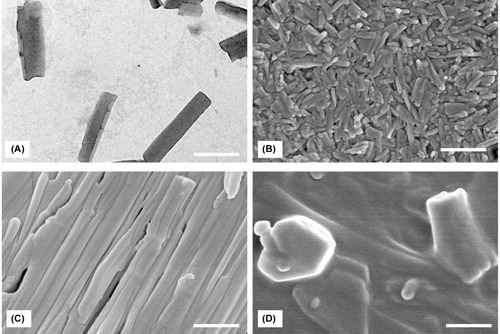 Figure 4 TEM images of (A) HCPT/Ce6 NRs (molar ratio HCPT: Ce6=3:1). SEM images of (B) HCPT/Ce6 NRs, (C) free HCPT powder and (D) free Ce6 powder. Scale bar: 200 nm.Abbreviations: HCPT, 10-hydroxycamptothecine; Ce6, Chlorin e6; NRs, nanorods; TEM, transmission electron microscope; SEM, scanning electron microscope.