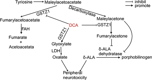 Figure 5 Metabolism of DCA and related neurotoxic products.