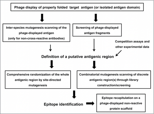 Figure 1. Schematic representation of the phage display-based antigen surface scanning platform for epitope mapping. The first step is successful phage display of the target antigen. A second challenge is the identification of a putative recognized antigenic region, which can be defined through several approaches. Once the candidate region is identified, it should be deeply explored, through extensive site-directed or combinatorial mutagenesis, in order to decipher the functional map of the epitope. Subsequent grafting experiments can confirm the identity of the functional epitope. All the procedures that could take advantage of the high throughput potential of phage display are enclosed in boxes.