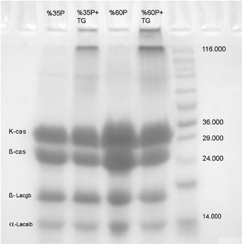 Figure 2 SDS-PAGE of 35% protein, 60% protein—with and without TGase.