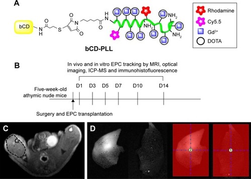 Figure 1 (A) Structure of bCD-PLL and (B) a diagram of the experimental protocol for tracking EPCs. (C) Example of ROIs in MRI. T2-weighted images were used for selecting ROIs to measure the T1 relaxation time, noting the ROIs selected from the ischemic muscle. (D) Example of ROIs in optical imaging. The average optical signals of ischemic muscle and signal ratio (labeled EPCs/saline =2/1) were calculated from ROI analyses in two groups.Abbreviations: bCD, bacterial cytosine deaminase; PLL, poly-L-lysine; EPC, endothelial progenitor cell; ROI, region of interest; MRI, magnetic resonance imaging; DOTA, tetraazacyclododecane-1,4,7,10-tetraacetic acid; ICP-MS, inductively coupled plasma mass spectrometry.