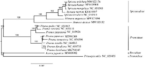 Figure 1. The maximum likelihood (ML) tree was reconstructed by 79 plastome genes. Kerria japonica and Prinsepia utilis were used as outgroups. The numbers on branches are bootstrap support values.