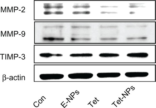 Figure 13 The expression of metastatic relative protein MMP-2, MMP-9 and TIMP-3 in A549 cells exposed to an equivalent dose of Tet or Tet-NPs.Abbreviations: MMP, matrix metalloproteinase; TIMP-3, tissue inhibitor of MMP-3; Con, control; E-NPs, empty nanoparticles; Tet, tetrandrine; Tet-NPs, tetrandrine-loaded poly(N-vinylpyrrolidone)-block-poly(ε-caprolactone) nanoparticles.