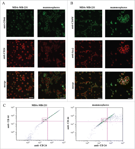 Figure 1. Mammosphere cultures derived from MDA-MB-231 cells are enriched in cells expressing stem cell markers. MDA-MB-231cells and derived mammospheres were double immunolabeled using, (A) anti-CD44/anti-CD24 and, (B) anti-Sox2/anti-CD49f antibodies. (C) Flow cytometry analysis of CD44/CD24 markers revealed a 3.96% presence of cells with the CD44+/CD24−/low phenotype in the MDA-MB-231 cells, which increased 8-fold (31.2%) in the mammosphere cultures. Bars correspond to 40 μm.