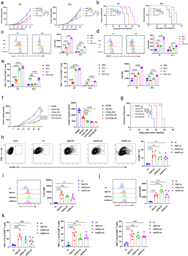 Figure 6. Activating IL2/STAT5/LFA-1 signaling enhanced antitumor function of CD8+ T cells.
