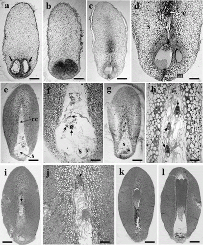 Figure 1. Developmental embryo stages of P. densiflora. (a) Archegonia (arrows) from a 31 May seed. (b) No embryos found in 7 June seeds. (c) Early-stage embryos in corrosion cavity (13 June). (d) Magnified picture of Figure 1c. One small globular zygotic embryo in corrosion cavity, e: embryonal head, s: suspensor, m: micropyle. (e) Proembryos in the corrosion cavity (cc), s: suspensor (21 June). (f) Numerous suspensors in the corrosion cavity (magnified Figure 1e). (g) Late-stage proembryos in corrosion cavity (28 June). (h) Embryonal head of each embryo (arrow) has more divided cells and longer suspensors than shown in those of Figure g. (i) One surviving dominant embryo (arrow); the other embryo has degenerated (5 July). (j) Magnified picture of Figure c. (k) A zygotic embryo developed more vigorously (13 July). (l) Cotyledon-stage embryo in the corrosion cavity (20 July). Bars: 420 μm (a–d), 179 μm (e), 159 μm (i), 140 μm (j), 117 μm (k), and 147 μm (l).
