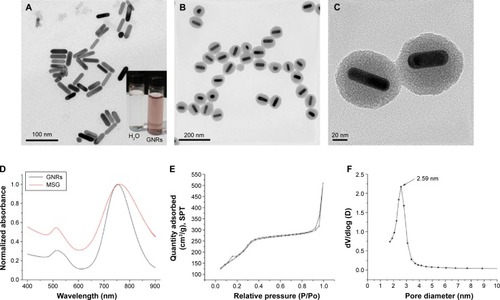 Figure 3 Transmission electron micrograph images of (A) GNRs (inset: the photo of CTAB-stabilized GNRs solution) and (B) MSG. (C) High-magnification transmission electron micrograph image of MSG. (D) UV–vis spectra of GNRs and MSG. (E) N2 adsorption–desorption isotherms. (F) The pore diameter distribution of MSG.Abbreviations: GNRs, gold nanorods; CTAB, cetyltrimethylammonium bromide; MSG, mesoporous silica-coated GNRs; UV, ultraviolet; SPT, standard pressure and temperature.