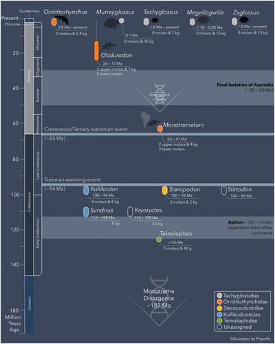 Figure 7. Reconstruction of known temporal ranges for monotreme genera. Molar number and estimated maximum body weight are shown for each genus. Genetic divergence estimates for Monotremata and crown monotremes are also included. Family assignments for Ornithorhynchidae include both crown and stem taxa (e.g., Monotrematum); descendants of the earliest stem ornithorhynchids may also include the Tachyglossidae.