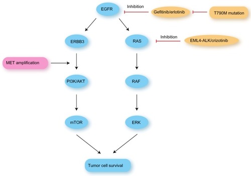 Figure 1 Mechanism of EGFR-related lung cancer drug resistance.