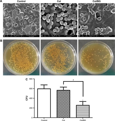 Figure 2 Antibacterial activity of the Col/BG nanofibers.Notes: (A) SEM photographs of Staphylococcus aureus cultured for 1 day. (B) S. aureus colonies were collected for 1 day. (C) Counts of CFU cultured with the nanofibers. The control group was cultured on cover slips. Data presented as the mean ± StD. *P<0.05 indicates statistically significant difference between the control and Col/BG groups, #P<0.05 indicates a significant difference between the Col and Col/BG groups.Abbreviations: CFU, colony-forming unit; Col/BG, collagen/bioactive glass; StD, standard deviation; SEM, scanning electron microscopy.