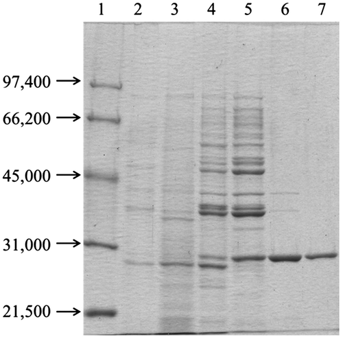 Fig. 2. SDS-PAGE of RpLXR during purification. Lanes. 1, Molecular-weight standards; 2, Cell-free extract; 3, Ammonium sulfate fractionation (50–90%); 4, Butyl-Toyopearl column chromatography; 5, Gigapite column chromatography; 6, MonoQ HR 5/5 column chromatography; 7, Superdex 200 HR 10/30 column chromatography.