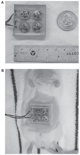 Figure 1 (A) For the cymbal array made up of four cymbal transducers, the cymbal elements were connected in parallel, encased in URALITE® polymer and arranged in a two-by-two elemental pattern. The dimensions of the array were 37 × 37 × 7 mm3 and it weighed less than 20 g. (B) Photograph of a transdermal insulin delivery experiment with a rat placed in a dorsal decubitus position with the array attached. A 1 mm thick water tight standoff was arranged between the abdominal area and the array. The reservoir within the standoff was filled with insulin through a small hole in the back of the array.