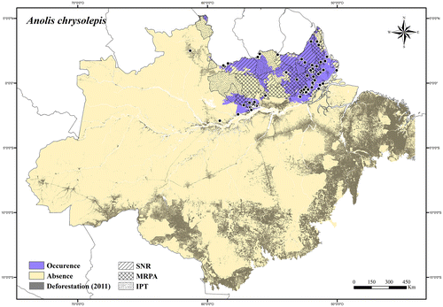 Figure 6. Occurrence area and records of Anolis chrysolepis in the Brazilian Amazonia, showing the overlap with protected and deforested areas.