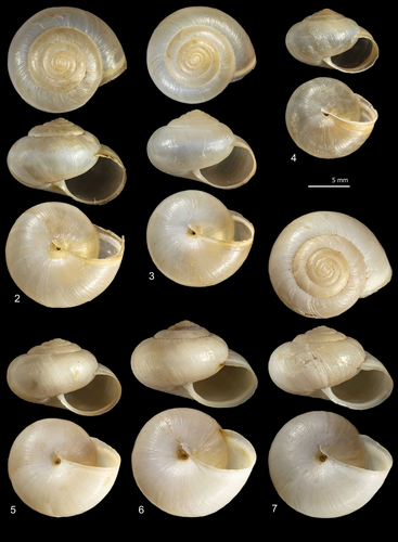 Figure 2–7. Shells of Monacha atacis from France: Grotte de Majestier [Maj3] (DCBC & MNHW-F.18.41; FGC 51099) (2), Saint-Ferriol [Fer2-1] (DCBC & MNHW-F.18.39; FGC 51097) (3) and Carcassonne (FGC 35773) (4) and Monacha samsunensis from Turkey: Kastamonu [Kas2: 5; Kas6: 6; Kas3: 7] (DCBC; FGC 51094) (5–7).