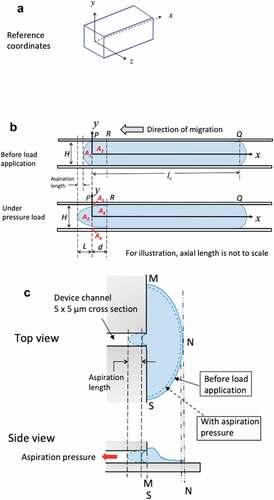 Figure 8. A) 3D reference coordinates for the channel. Channel has a cross section of 5 × 5 μm and an axial length of 530 μm. For illustration, the axial length of the channel is not to the scale. B) Simplified 2D plots on xy plane to illustrate the time-varying boundary conditions for the migrating cells before and when under aspiration pressure load. C) Top view and side view of GBMs from stationary group. Cells adhered to 2D reservoir substrate were in a stalling state with unsuccessful attempt to migrate into the microchannel of 5 × 5 μm in cross section