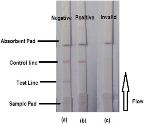 Figure 4. Illustration of typical strip test results. (a) When both the control and test line appear, the test is negative. (b) A test is positive if only the control line appears but without the test line. (c) The test is invalid either; when only the test line appears without the control line or if both test line and control lines do not appear.