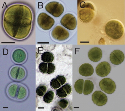 Figure 1. Light micrographs of stationary phase cells of Chroococcus-like species isolated from A, Rangaunu Harbour, New Zealand (CAWBG101; B, Cook Islands (CAWBG102); C, Tahiti (CAWBG103); D, Hawaii (CAWBG110); E, Hokianga Harbour, New Zealand (CAWBG113); F, Motuarohia Island, New Zealand (CAWBG126). Scale bar = 20 µm.