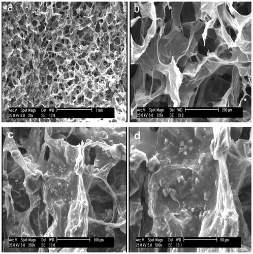 Figure 2. SEM micrographs showing the morphology of scaffold (a and b) and hEnSCs cultured on scaffold (c and d), after 5 d culture. Scale bar: (a) 1 mm, (b) 200 μm; (c) 100 μm, (d) 50 μm.