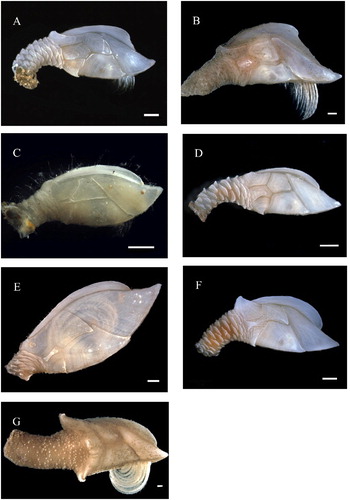 Figure 3. The morphology of the seven Scalpellidae species that are found in the Mareano material from Norwegian waters. A: Weltnerium stroemii; B: Scalpellum scalpellum; C: Amigdoscalpellum hispidum; D: Weltnerium nymphocola; E: Catherinum striolatum; F: Weltnerium cornutum; G: Hamatoscalpellum hamatum. Scale bar = 1 mm.