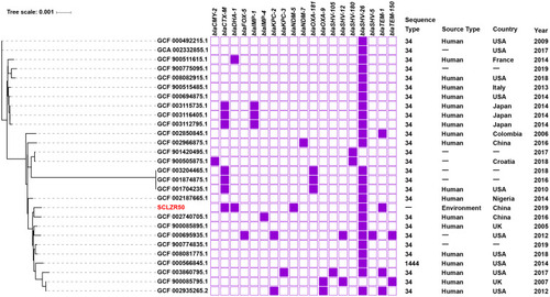 Figure 3 A phylogenetic analysis of the core genomes of K. pneumoniae SCLZR50 identified in this study and 27 additional K. pneumoniae strains with adjacent sequence type available from GenBank. SCLZR50 is indicated in red. The presence or absence of antibiotic resistance genes is indicated by filled or empty squares, respectively. The tree scale indicates substitutions per site.