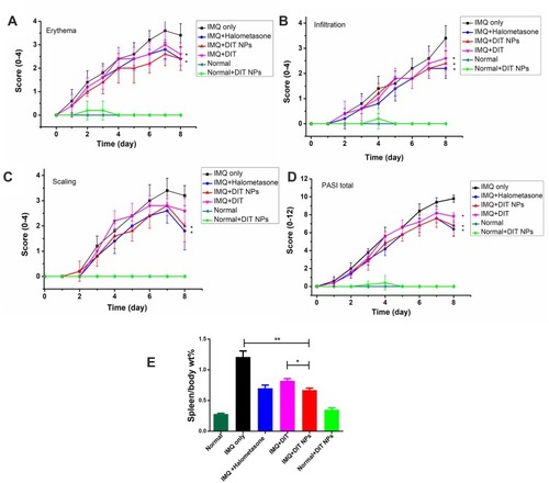 Figure 4 Psoriasis Area and Severity Index (PASI) scoring of psoriatic dorsal regions of mice in different groups (n=5) were evaluated for 8 days, including erythema (A), scaling (B), infiltration of the mouse skin (C), with a scale from 0 to 4. The total score (D) was from 0 to 12.*p < 0.05, compared with IMQ only group (n=5); The ratio of spleen weight to body weight (E) were recorded of IMQ and different treatment in different groups.