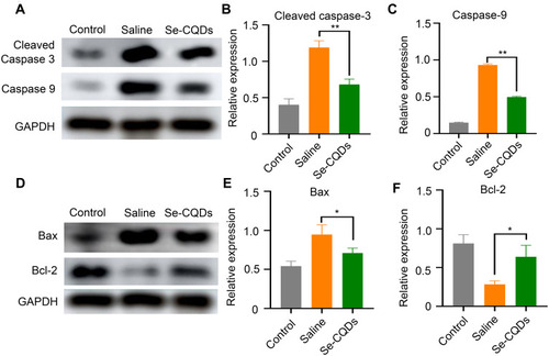Figure 7 Anti-apoptotic effects of Se-CQDs. (A) Western blot analysis of cleaved caspase-3 and caspase-9 protein levels in the injured spinal cord tissues from different groups. (B) Semi-quantitative analysis of cleaved caspase-3 protein levels based on the data in Figure 6A, ** P < 0.01, in comparison with the saline group. (C) Semi-quantitative analysis of caspase-9 protein levels based on the data in Figure 6A, ** P < 0.01, in comparison with the saline group. (D) Western blot analysis of Bax and Bcl-2 protein levels. (E) Semi-quantitative analysis of Bax protein levels based on the data in Figure 6D, * P < 0.05, in comparison with the saline group. (F) Semi-quantitative analysis of Bcl-2 protein levels based on the data in Figure 6D, * P < 0.05, in comparison with the saline group. Data are expressed as the mean ± SD; n = 3.
