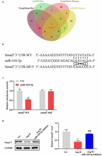 Figure 3. MiR-410-3p mimics inhibits the level of Smad7. (a). Venn diagram showing the potential target genes of miR-410-3p from prediction algorithms TargetScan and miRDB. (b). Predicted target sequences for miR-410-3p in the 3′UTR of Smad7. (c). Dual-luciferase assay to determine binding relationship between miR-410-3p and Smad7. (d). Western blot analysis of Smad7 expression in cardiomyocytes in response to Ang II in the absence or presence of miR-410-3p inhibitor. **P < 0.01 compared with Ctr group; ##P < 0.01 compared with Ang II group