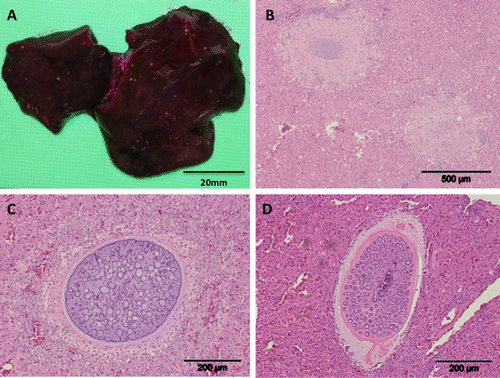 Figure 2.  2a: Pinpoint white serosal foci associated with coccidiosis in the liver of a brown kiwi chick (Case 2586). Scale bar = 20 mm. 2b: Focal areas of necrosis within the liver of a juvenile brown kiwi associated with coccidial meronts (H&E stain). Scale bar = 500 µm. 2c: An immature macromeront within the liver of a juvenile brown kiwi (H&E stain). Scale bar = 200 µm. 2d: An alternative form of macromeront surrounded by a thick eosinophilic capsule within the liver of a brown kiwi chick (H&E stain). Scale bar = 200 µm.