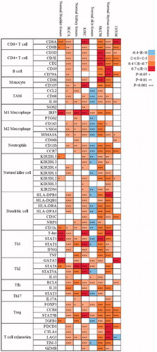 Figure 5. Correlation analysis between Sema4D and indicated genes or markers of immune cells in tumours and according normal tissues in GEPIA database. The strength of the correlation was determined using the following guide: −0–0 “negative correlation, blue,” 0–0.4 “weak correlation, orange,” 0.4–0.7 “moderate correlation, brown,” and 0.7–1 “strong correlation, red”. Pearson correlation coefficient was used. The non-log scale for calculation and use the log-scale axis for visualisation. Normal tissues contained TCGA normal tissues and GTEx data. *p < .05; **p < .01; ***p < .001.