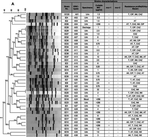 Figure 3 ERIC-PCR-based dendrogram. The analysis of ERIC-PCR profiles was performed using the Dice coefficient with optimization set at 0.5% and tolerance at 0.5%. (A) ERIC-PCR profiles from 38 phenotypic colistin-resistance E. coli isolates (B) and 26 K. pneumoniae isolates.