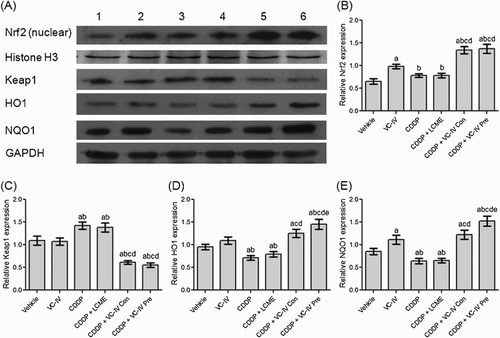 Figure 5. VC-IV induced Nrf2-mediated activation of ARE pathway. (a) Expression profile of Nrf2 (nuclear), Histone H3, Keap1, HO1, NQO1 and GAPDH in mice kidneys following different treatments. Lane 1: Vehicle-treated group, lane 2: VC-IV-treated group, lane 3: CDDP-treated group, lane 4: CDDP + LCME-treated group, lane 5: CDDP + VC-IV concomitant-treatment group, and lane 6: CDDP + VC-IV pre-treatment group. The bar diagrams showed relative band intensity of (b) Nrf2 (nuclear), (c) Keap1, (d) HO1, and (e) NQO1. The results were normalized with Histone H3 for Nrf2 and GAPDH for Keap1, HO1, and NQO1. Data were represented as mean ± S.D, n = 4. asignificantly (P < 0.05) different from vehicle-treated group, bsignificantly (P < 0.05) different from VC-IV-treated group, csignificantly (P < 0.05) different from CDDP-treated group, dsignificantly (P < 0.05) different from CDDP + LCME-treated group, and esignificantly (P < 0.05) different from CDDP + VC-IV concomitant-treatment group.