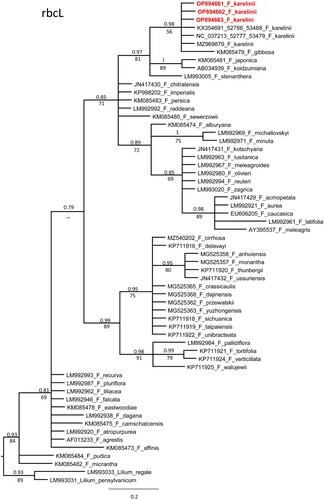 Figure 4. Phylogenetic tree of rbcL sequences of genus Fritillaria.