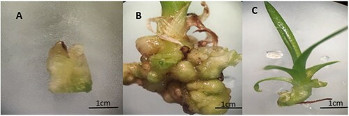 Figure 1. Plant materials of Ananas comosus var. bracteatus used in this study, (A) the base part of the tissue culture shoots used for callus induction, (B) callus with small shoots, and (C) shoot used for the experiment.