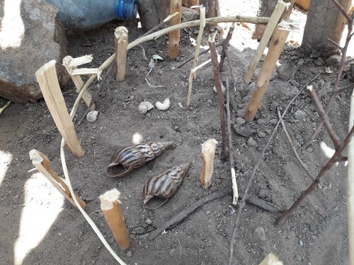 Figure 1. Toy kraal with snail shells and two Melanoides tuberculata shells employed in the Hamar tɔ́ɔla game. Source: Photograph by the author, Ɗokko area, 2022.