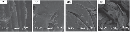 Figure 2. SEM of natural graphite (a) and expanded graphite (b–d)