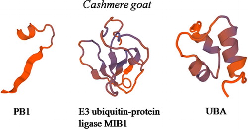 Figure 3. Three-dimensional model of the SQSTM1 regions. The model of the Cashmere goat SQSTM1 region includes PB1 domain residues 1–18, ZZ domain residues 30-103, UBA domain residues 303–352.