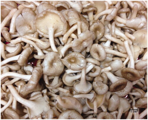 Figure 1. Thai edible mushroom, Lentinus squarrosulus Mont.